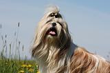 SHIH TZU 299